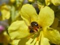 6 fleur de mole  ne et abeille