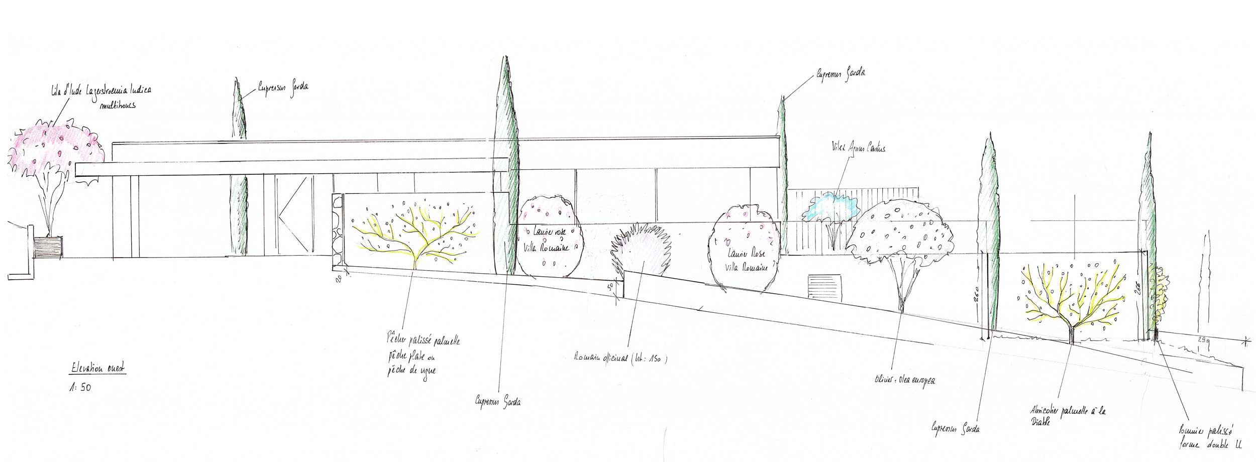 Elevation avec cypres projet carole roulier