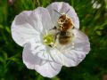 24 oenothera syskiou pink le re  gal des bourdons