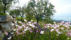 25 oenothera syskiou pink et olivier p1060827