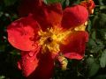 19 rosa de nax orange p1060659