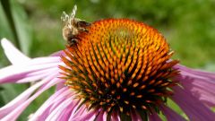 26 echinace  e pourpre et abeille