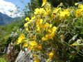 14 helianthemum alpinum