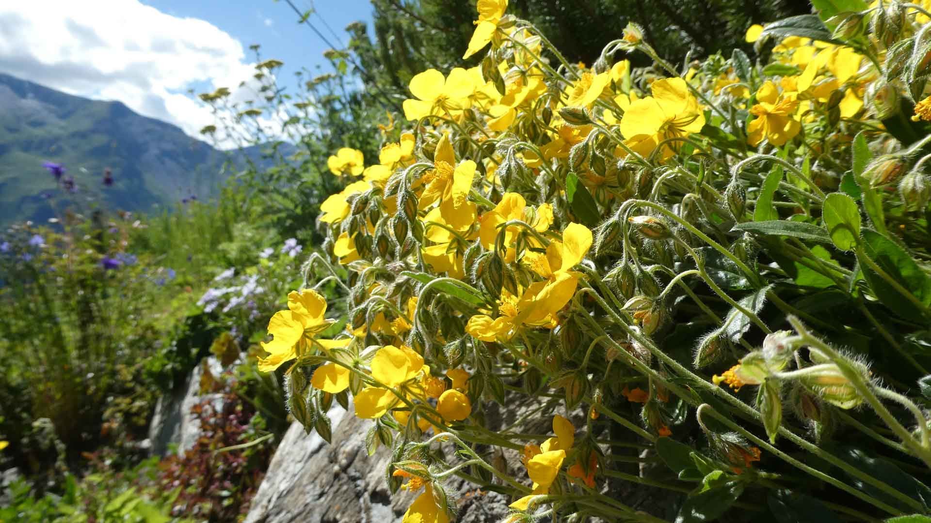 14 helianthemum alpinum