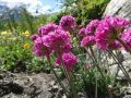 15 armeria maritima