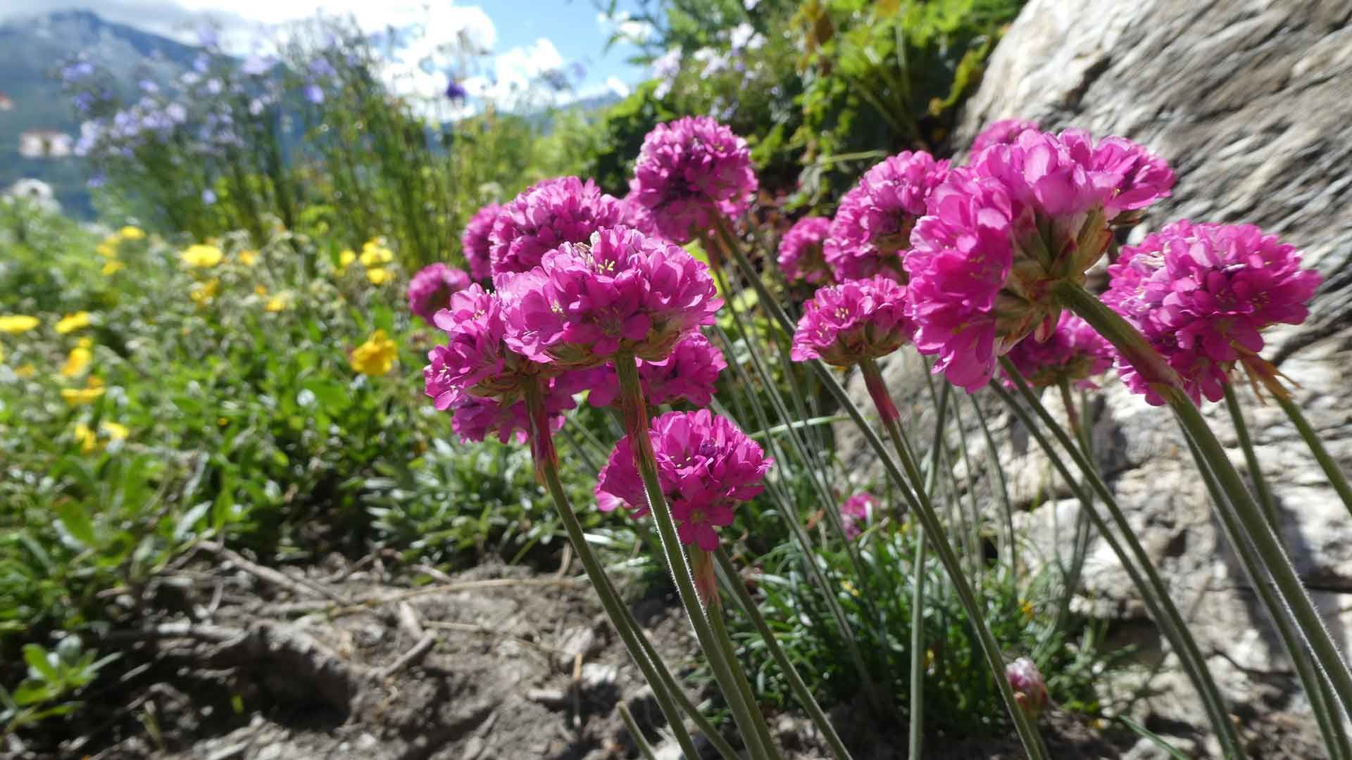 15 armeria maritima