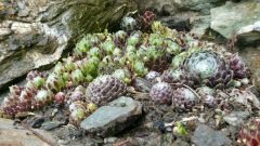 17 sempervivum arachnoideum