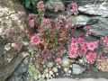 19 sempervivum arachnoideum fleur