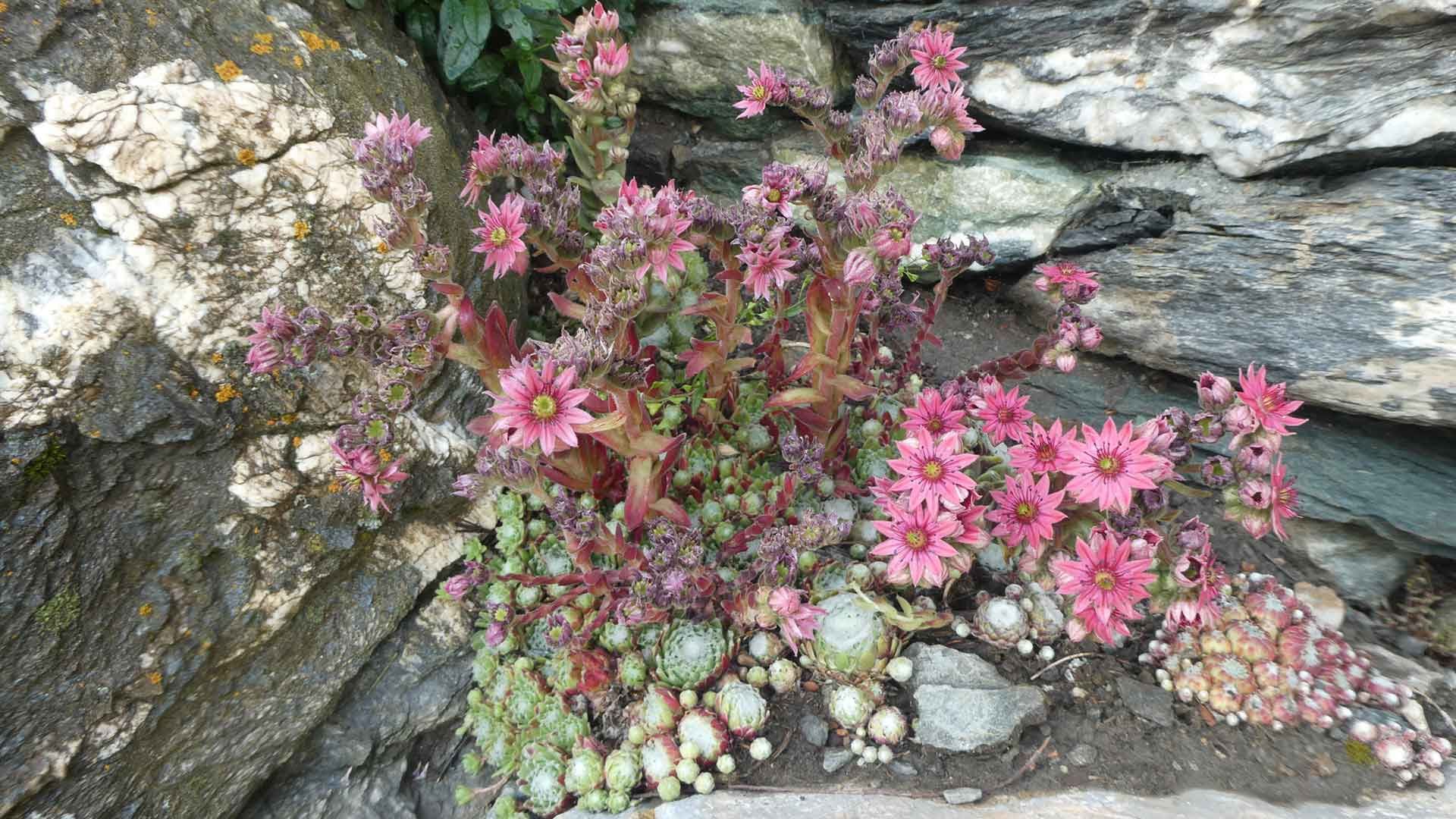 19 sempervivum arachnoideum fleur