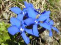 22 gentiana verna