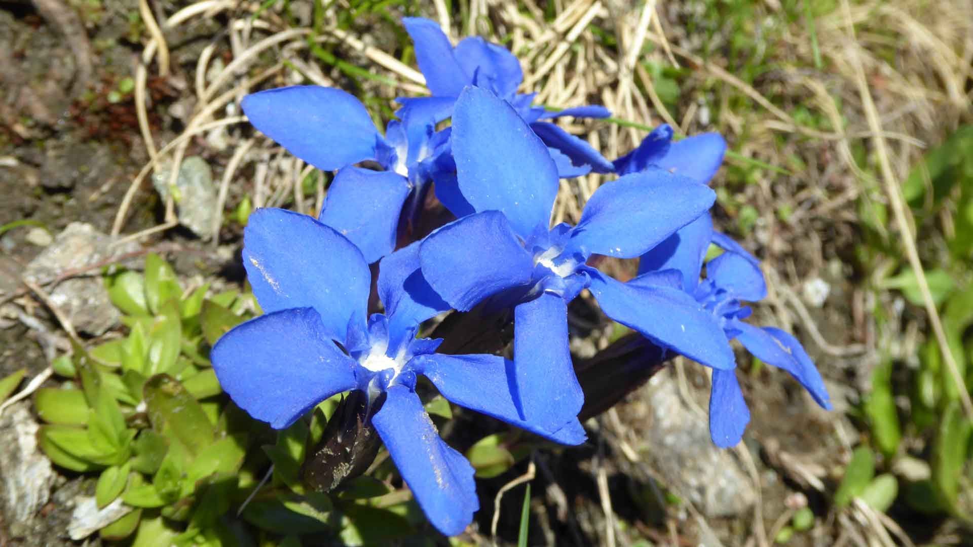 22 gentiana verna