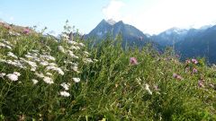 24.prairie fleurie de montagne