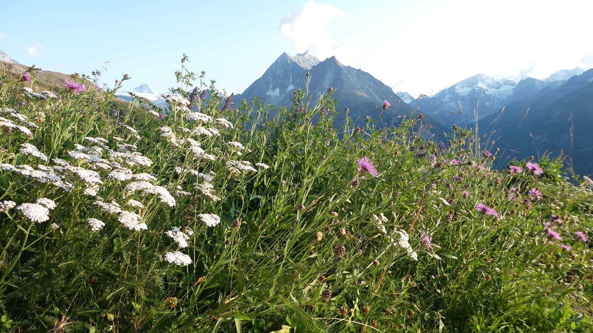 24.prairie fleurie de montagne