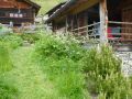 3 pin de montagne et plantes de prairie