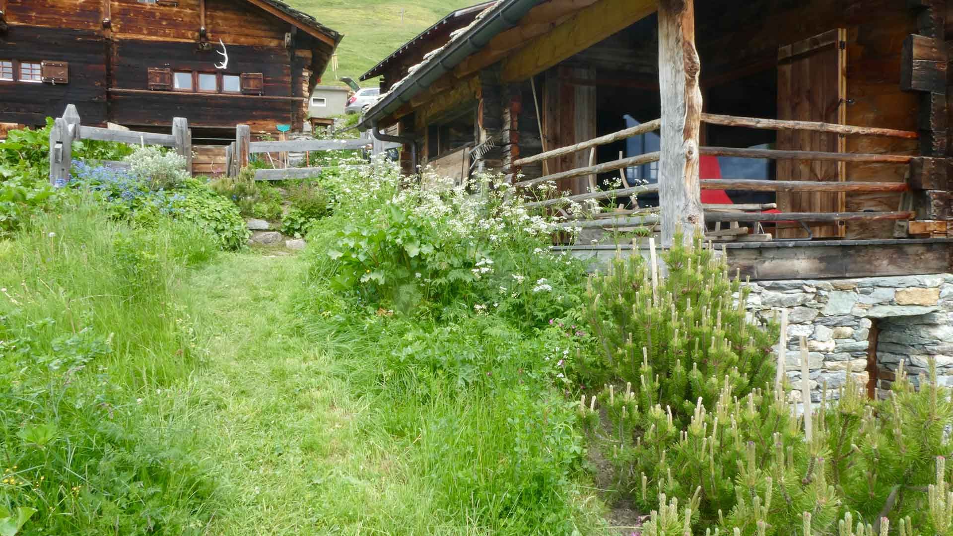 3 pin de montagne et plantes de prairie