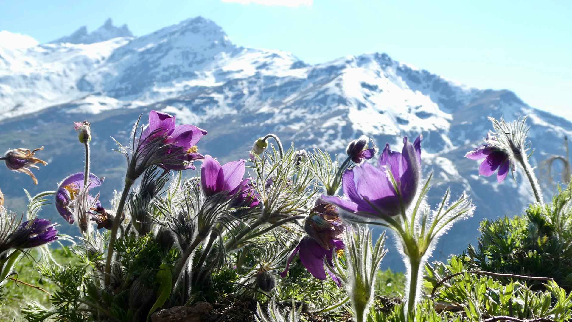 7 pulsatilla montana