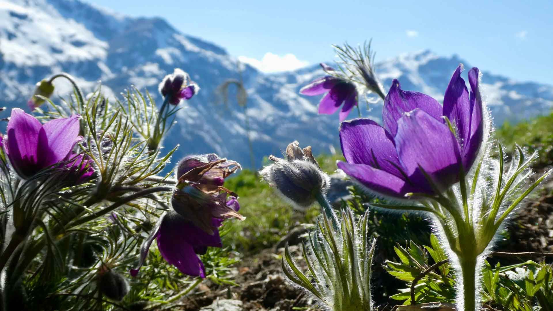 7 pulsatilla montana