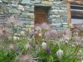 8 fruit de pulsatilla montana