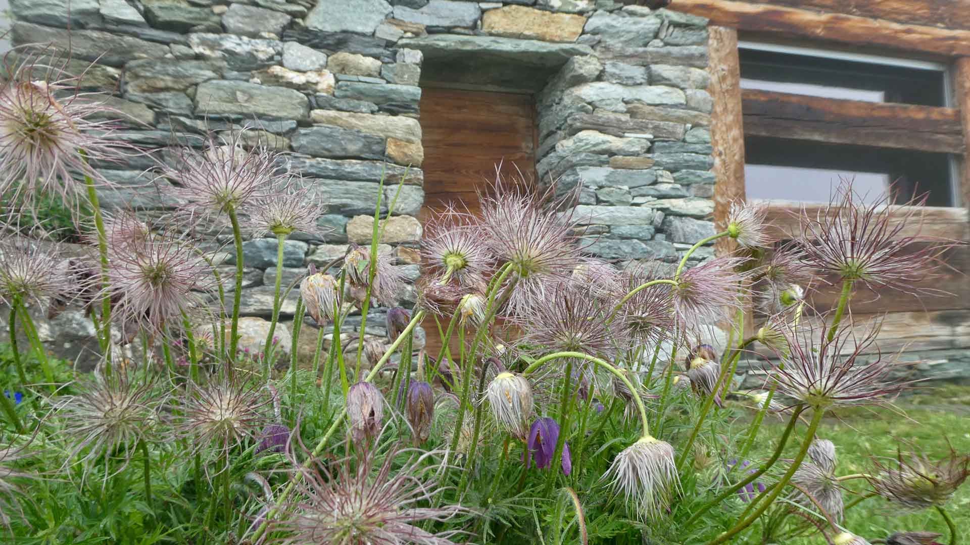 8 fruit de pulsatilla montana