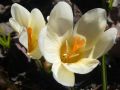 4 crocus de printemps