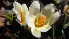 4 crocus de printemps