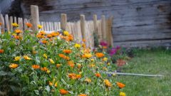 10 semis de calendula