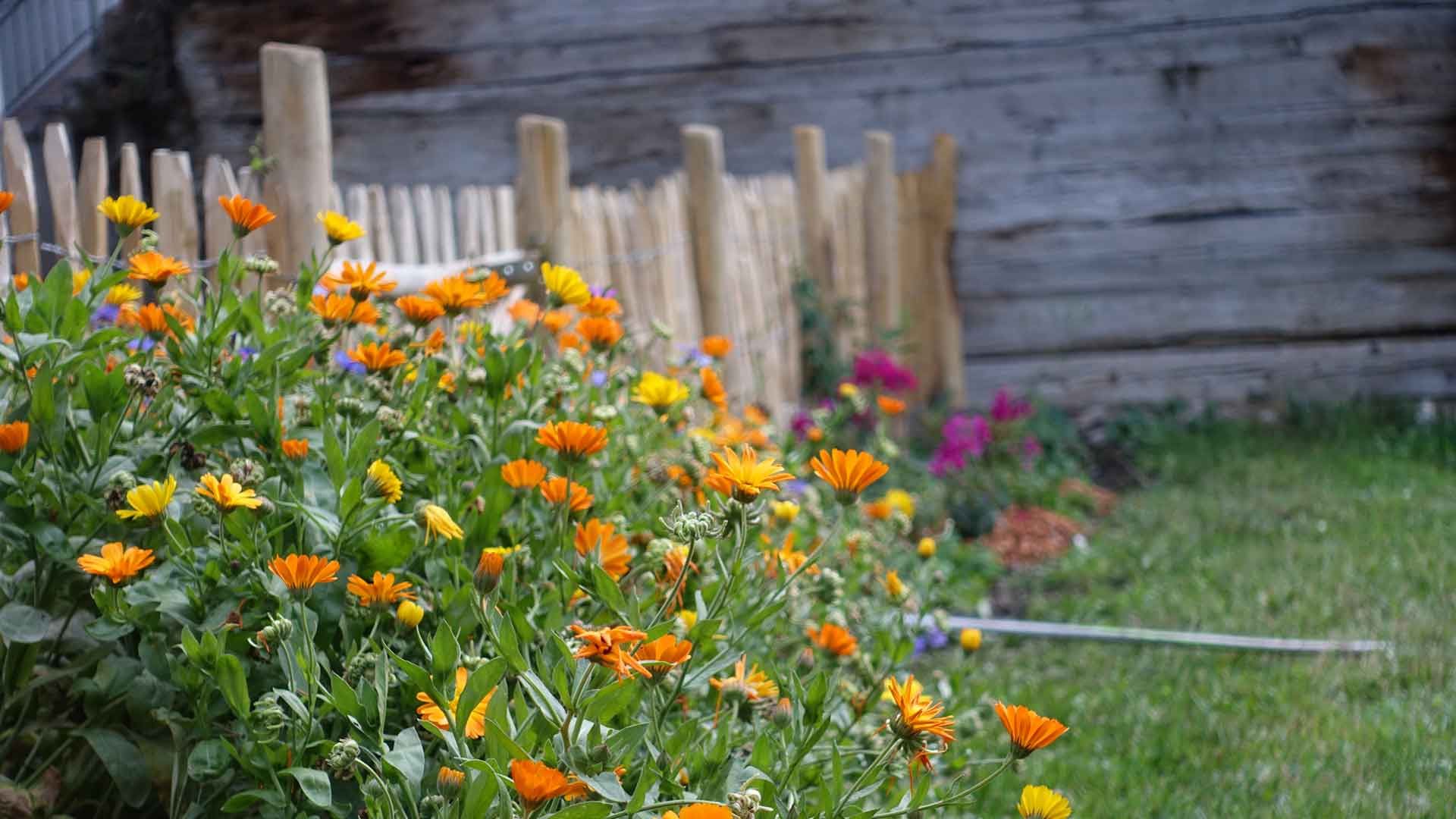 10 semis de calendula