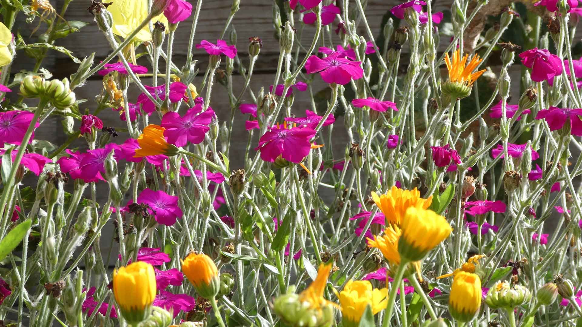 13 me  lange de semis colore   coquelourde onagre et soucis