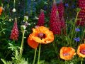 14 pavot orient lupins et ancolies