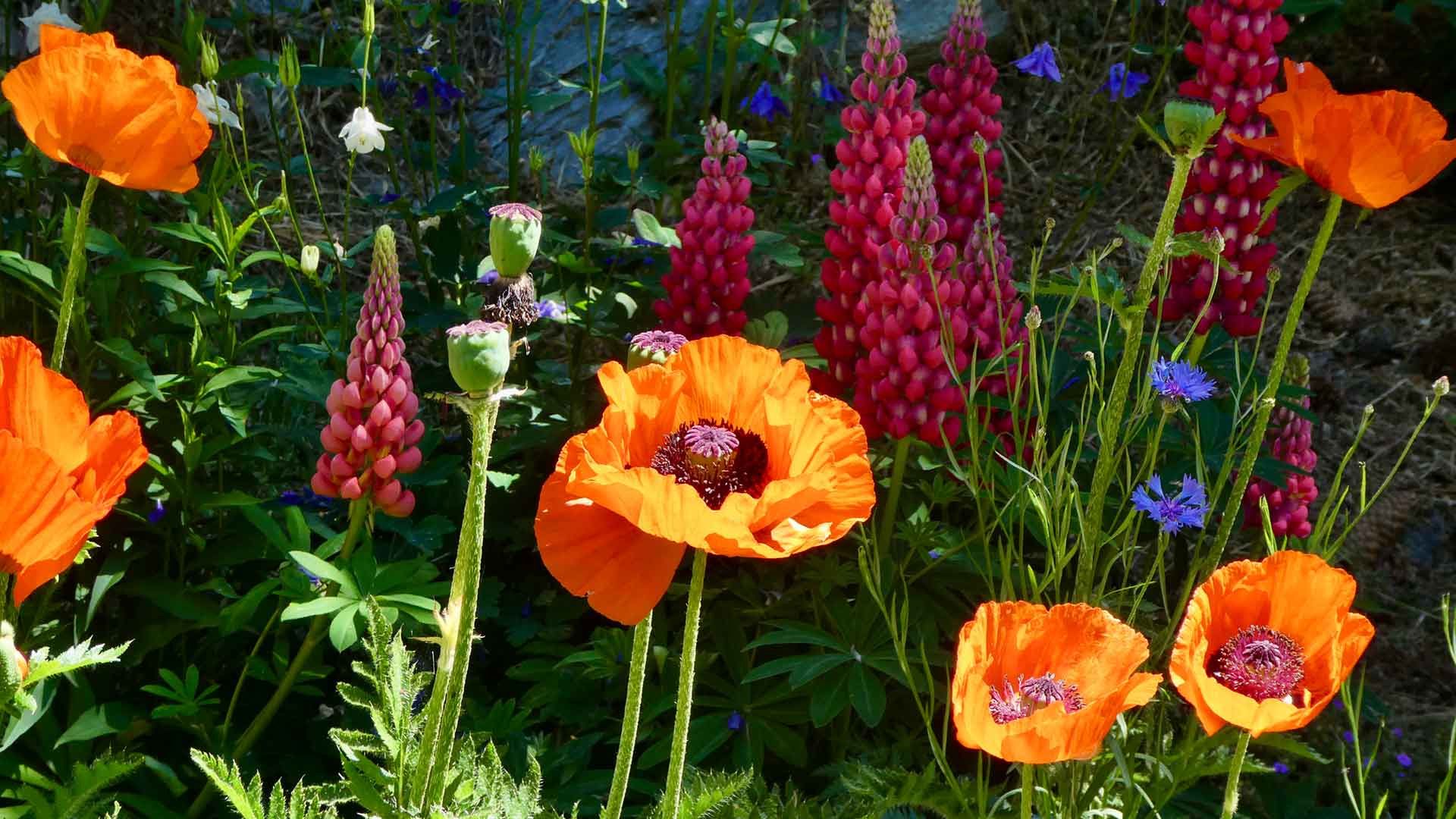 14 pavot orient lupins et ancolies