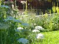 2 plantes rude  rales