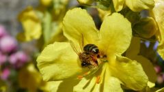 6 fleur de mole  ne et abeille
