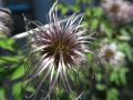 10 clematite fruits