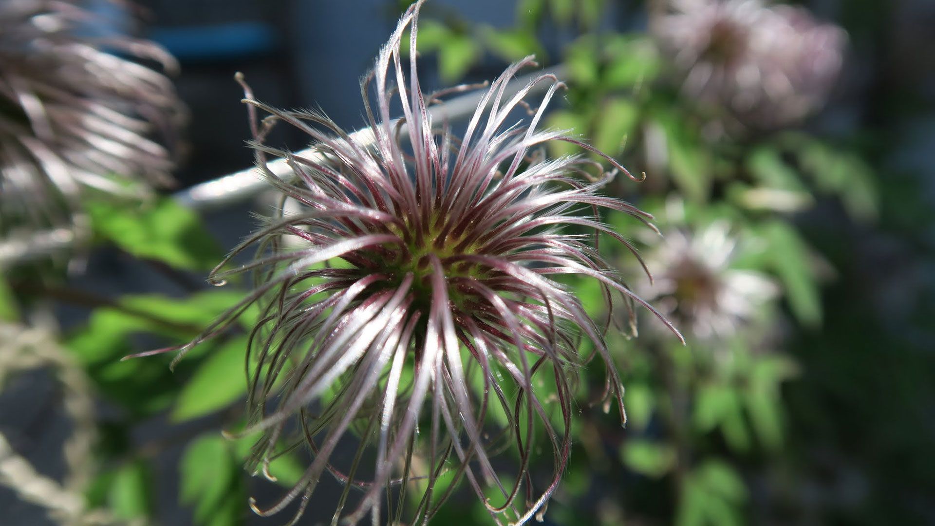 10 clematite fruits
