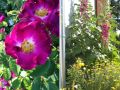 12 roses