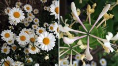 6 anthemis chevrfeuile