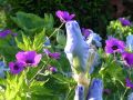 iris bleu et geranium patricia