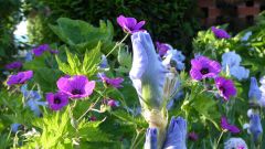 iris bleu et geranium patricia