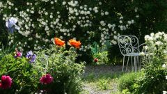 jardin de campagne boule de neige en fleur