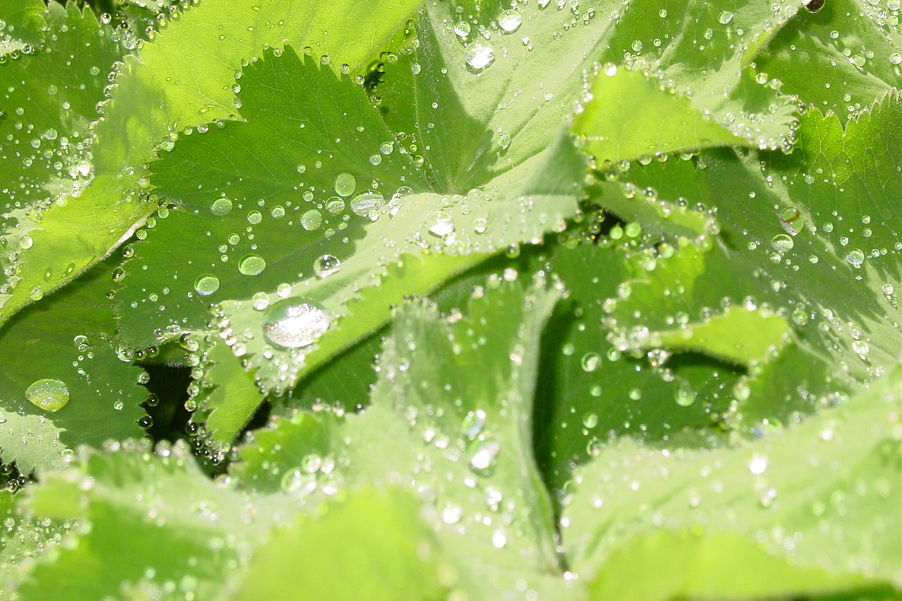 -alchemile-avec-gouttes-de-rosee-carole-roulier-eau-