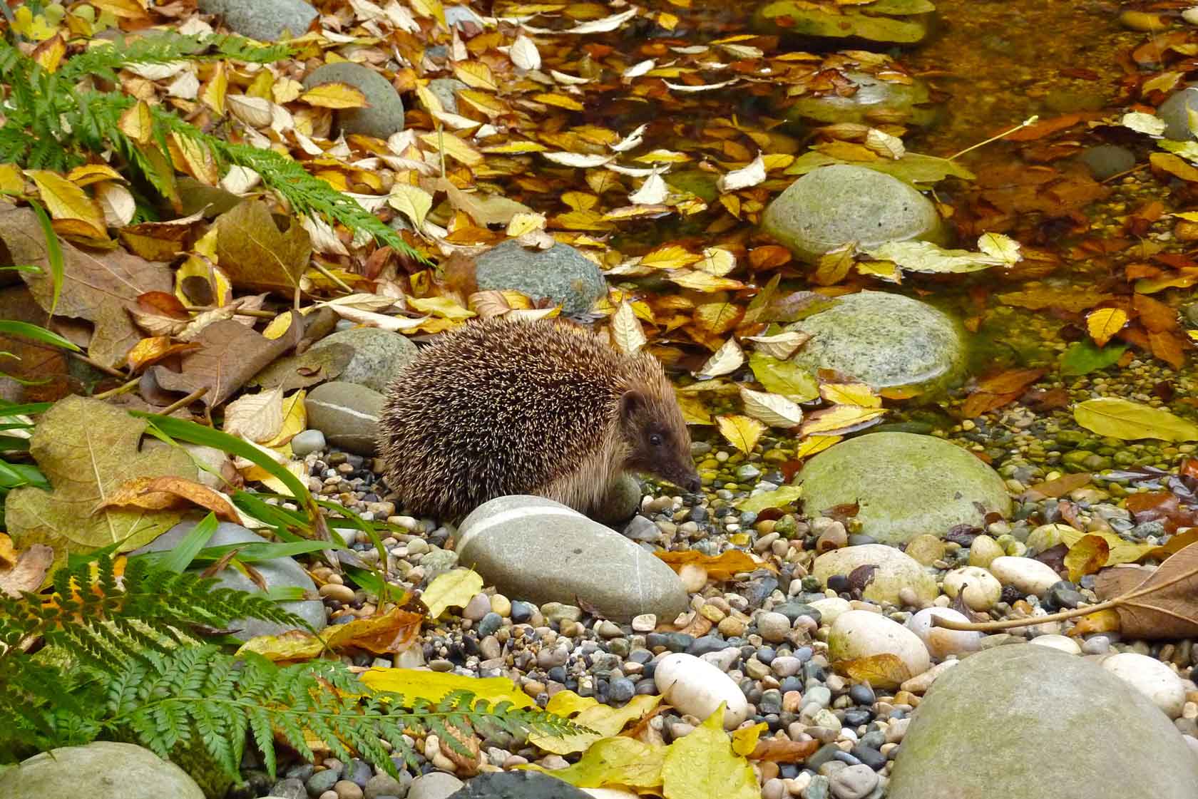 -herisson-et-petit-bassin-de-ville